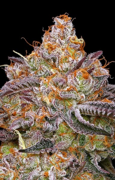 Granny Candy > Humboldt Seed Company | Graines Féminisées  |  Sativa